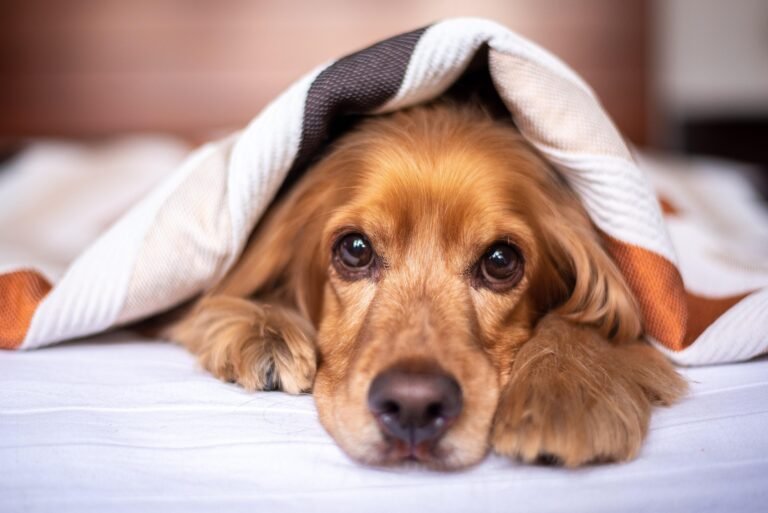 Dog grooming tips for a clean and healthy dog