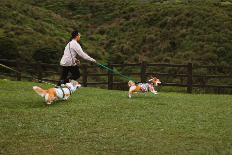 How much exercise does a dog need daily activity guide showing a dog walking outdoors with its owner.