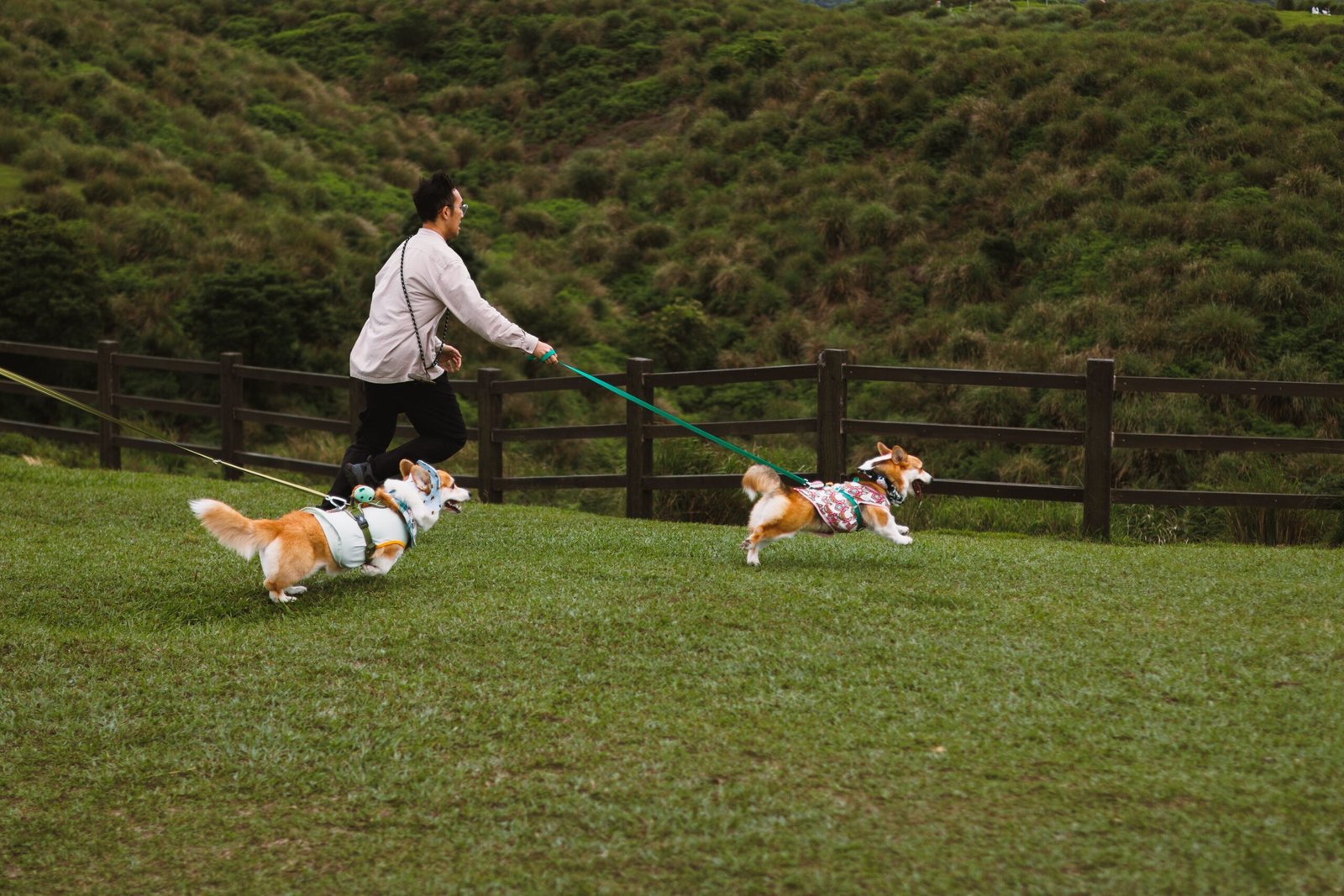 How much exercise does a dog need daily activity guide showing a dog walking outdoors with its owner.