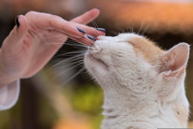 how to clean a cat's ears – supplies including vet-approved ear cleaner, cotton balls, towel, and treats