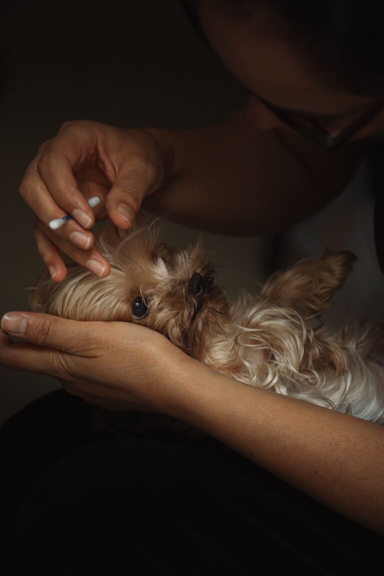 how to clean a dog's ears – supplies including vet-approved ear cleaner, cotton balls, and towel
