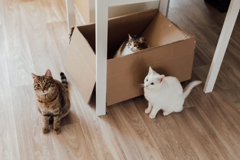 How to keep a cat's litter box clean with daily scooping, fresh litter, and a quiet accessible location for cat hygiene.