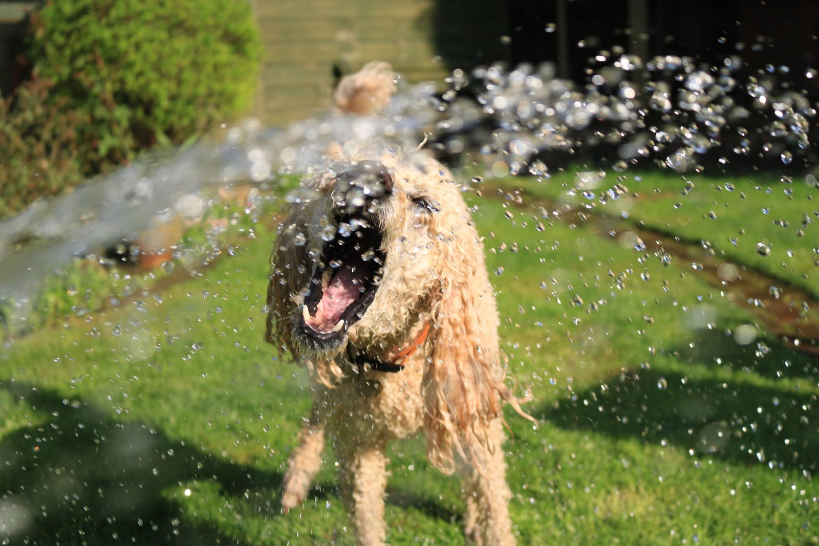 how to keep a dog cool in hot weather – dog resting in shade with fresh water bowl