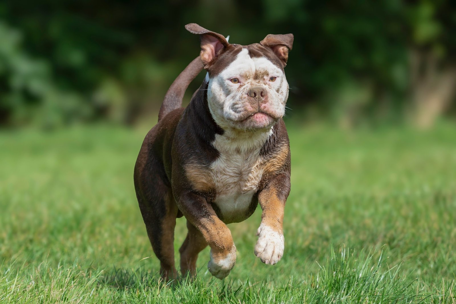 how to stop a dog from jumping up – dog sitting calmly while greeting owner at the door