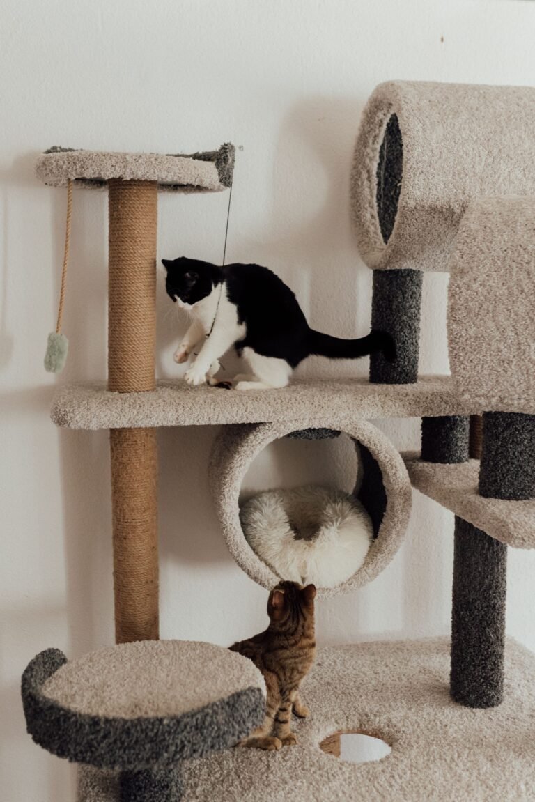 How to stop a cat from scratching furniture