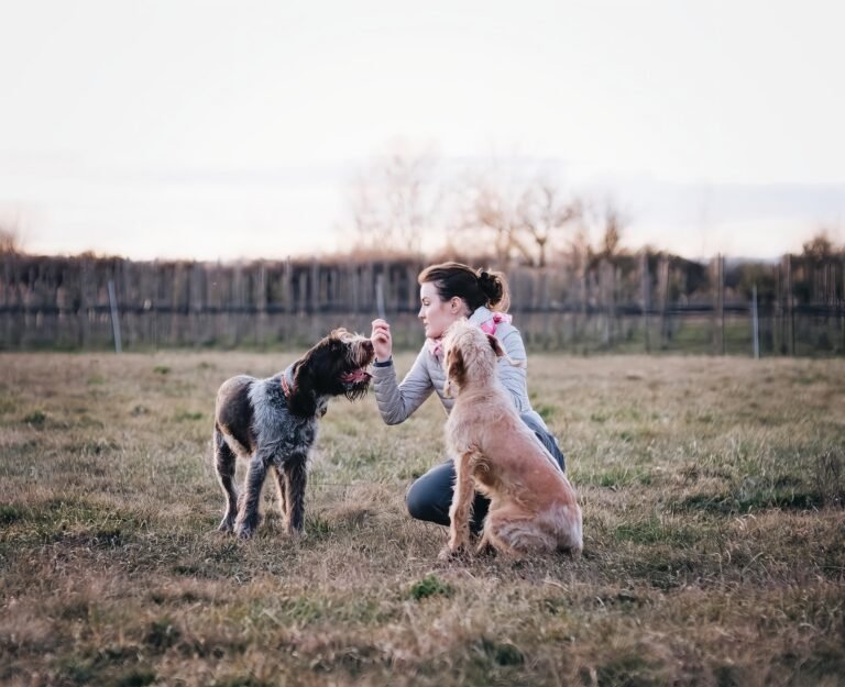 How to train a dog