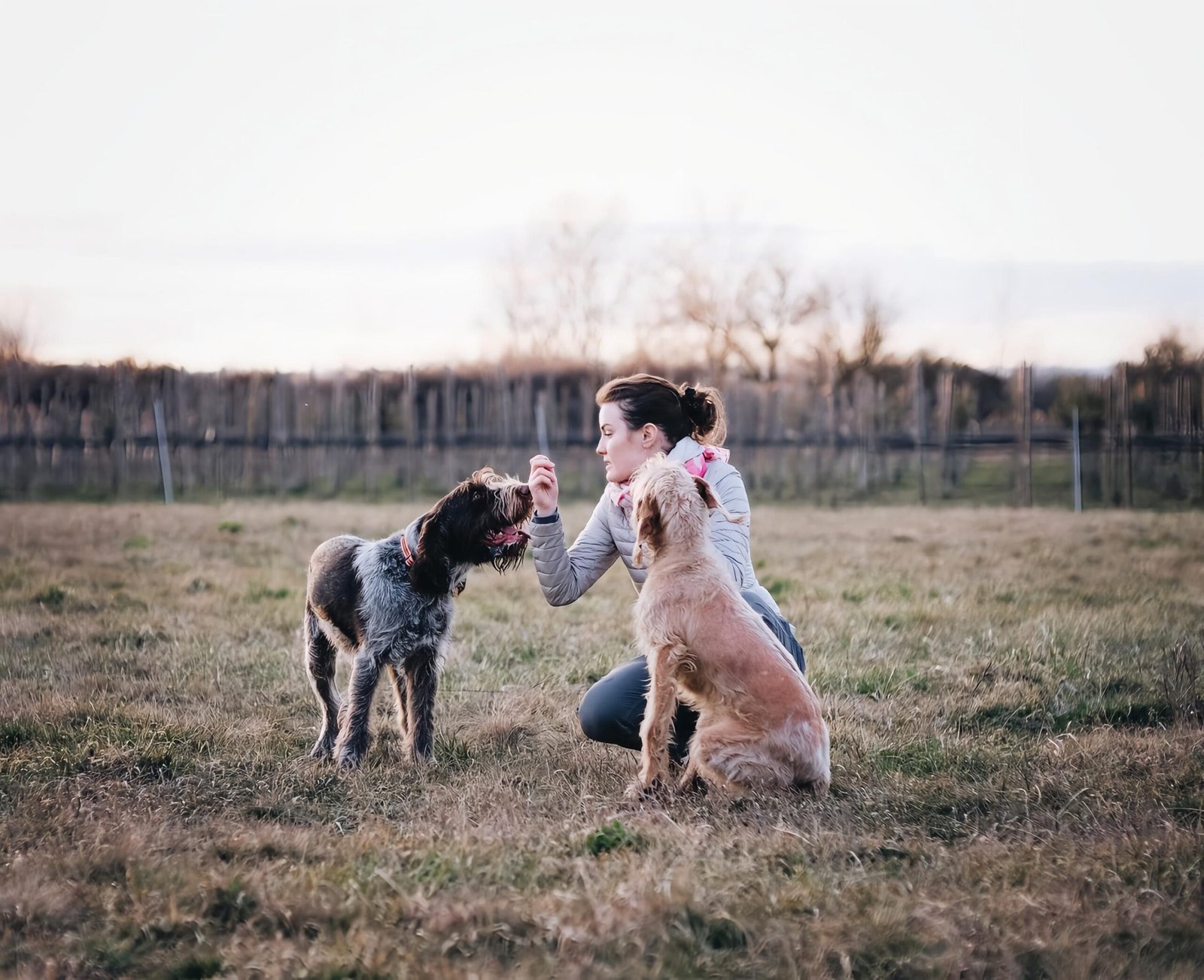 How to train a dog