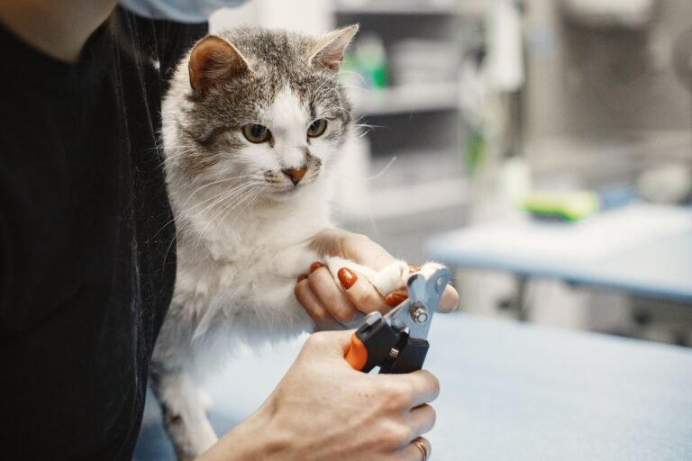 How to trim a cat's nails safely using proper cat nail clippers while holding the paw gently during a stress-free grooming session.