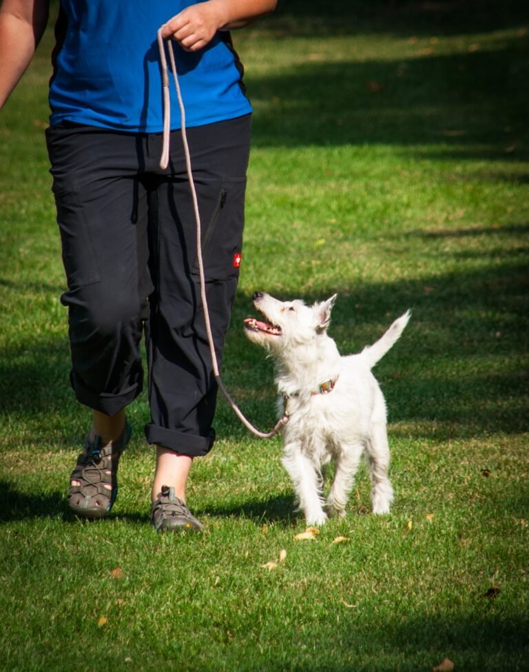 how to teach a dog to come – owner rewarding dog with treat during indoor recall training